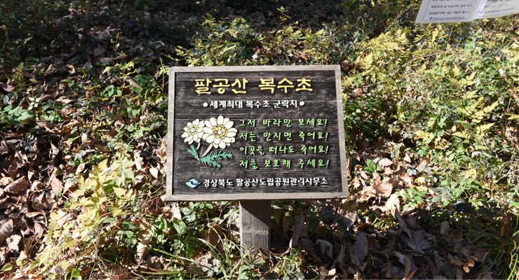 가산산성 복수초 안내판 사진